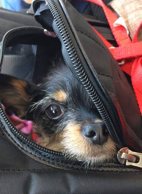 Tiny dog travels